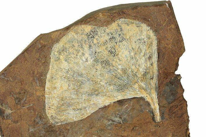 Paleocene Fossil Ginkgo Leaf - North Dakota #271064